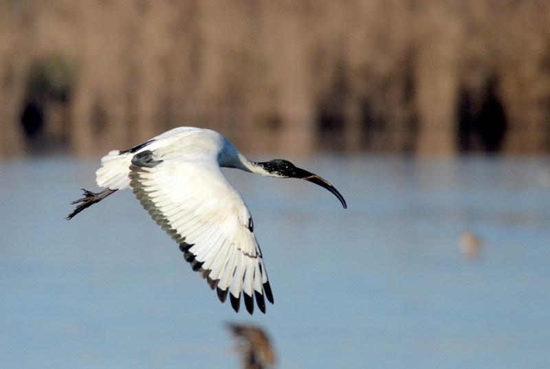 Ad ali spiegate, il sogno di Icaro.