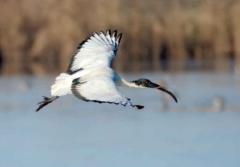 Ad ali spiegate, il sogno di Icaro.