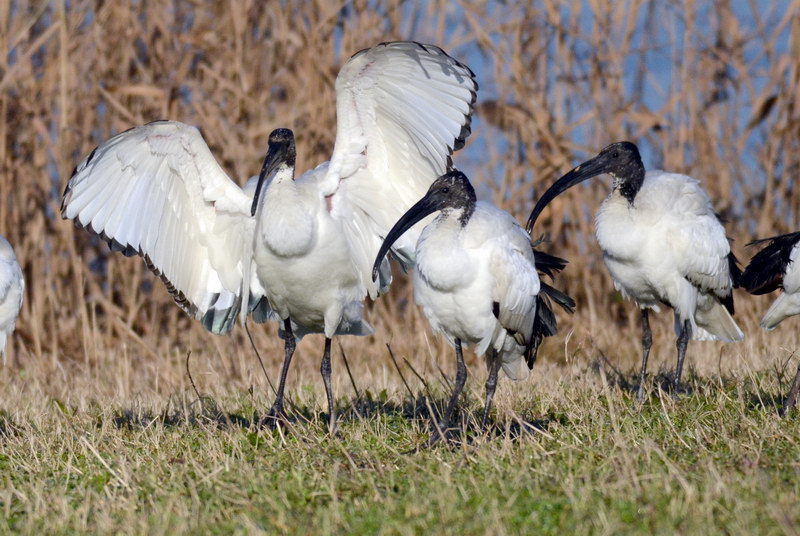 Ad ali spiegate, il sogno di Icaro.