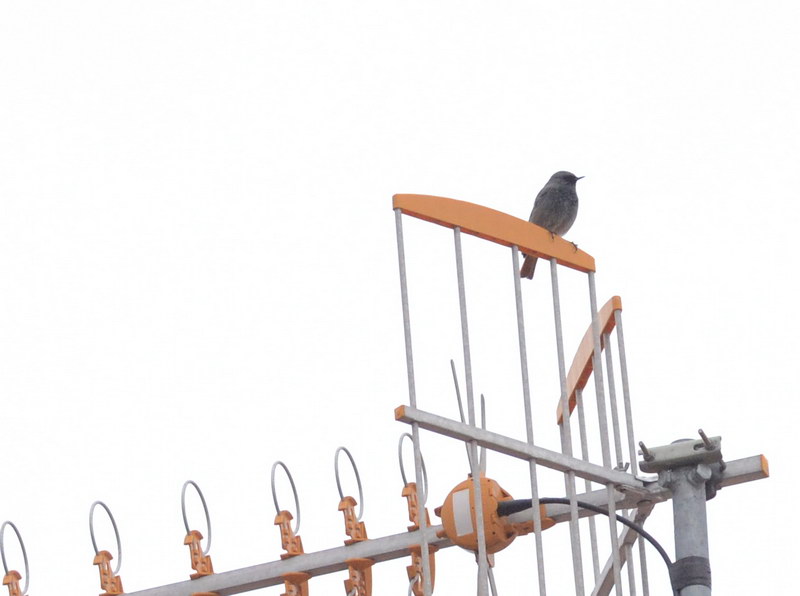 Avifauna humor