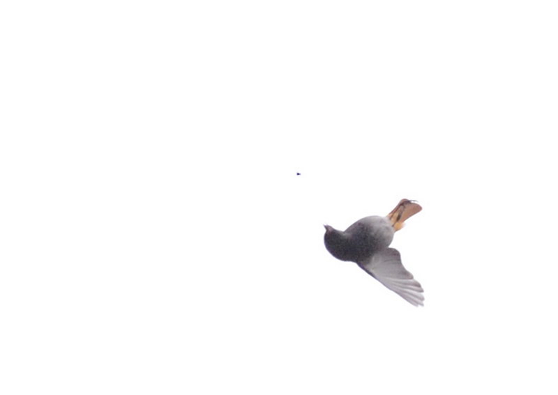Avifauna humor