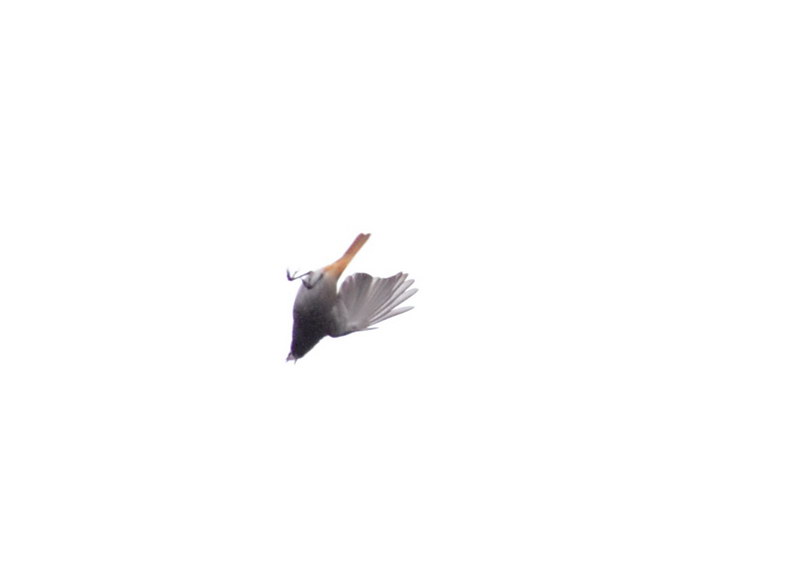 Avifauna humor