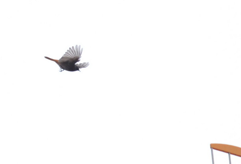 Avifauna humor