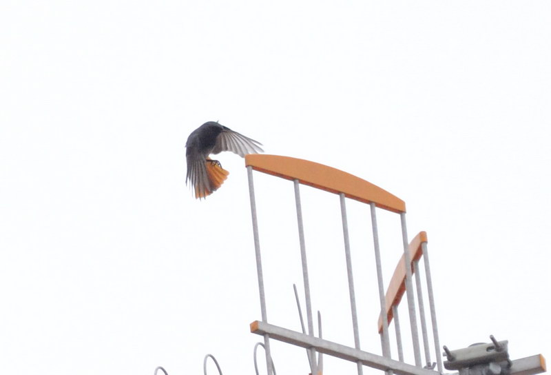 Avifauna humor