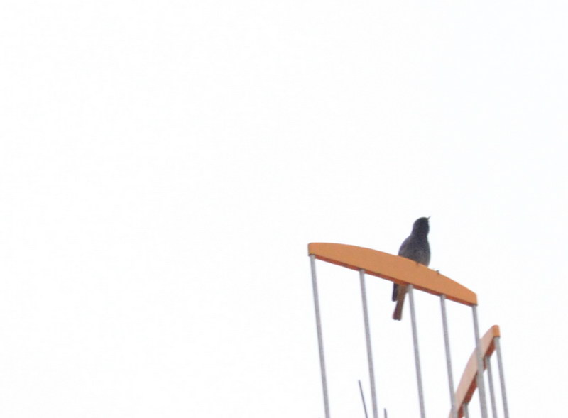 Avifauna humor