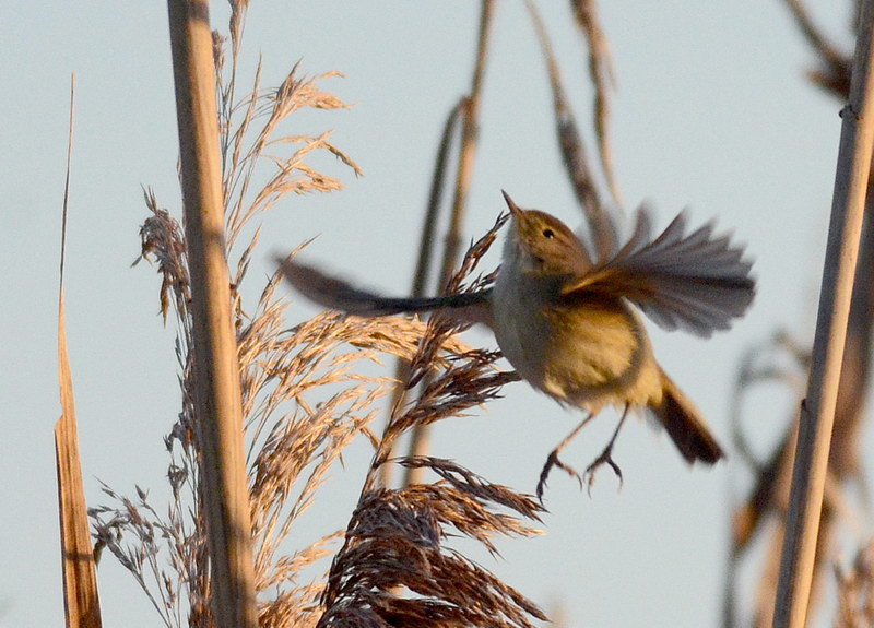 Ad ali spiegate, il sogno di Icaro.