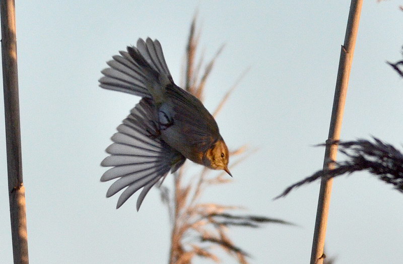 Ad ali spiegate, il sogno di Icaro.