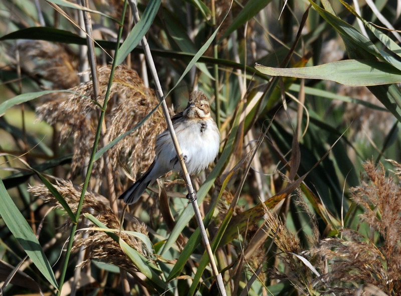 Uccelli arruffati