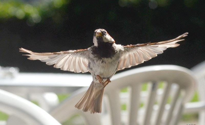 Ad ali spiegate, il sogno di Icaro.