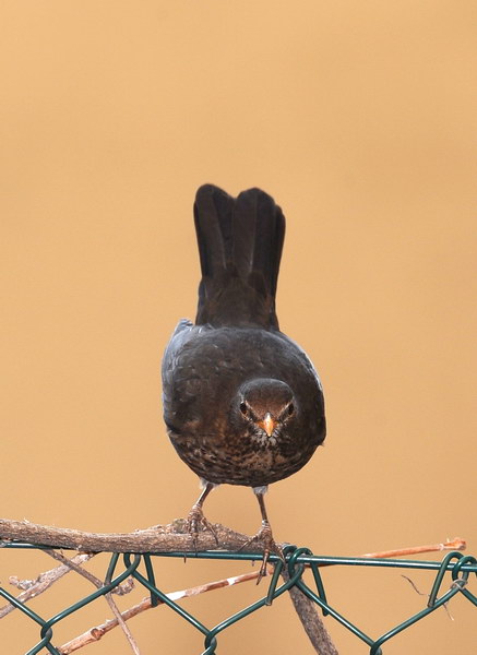 Avifauna humor