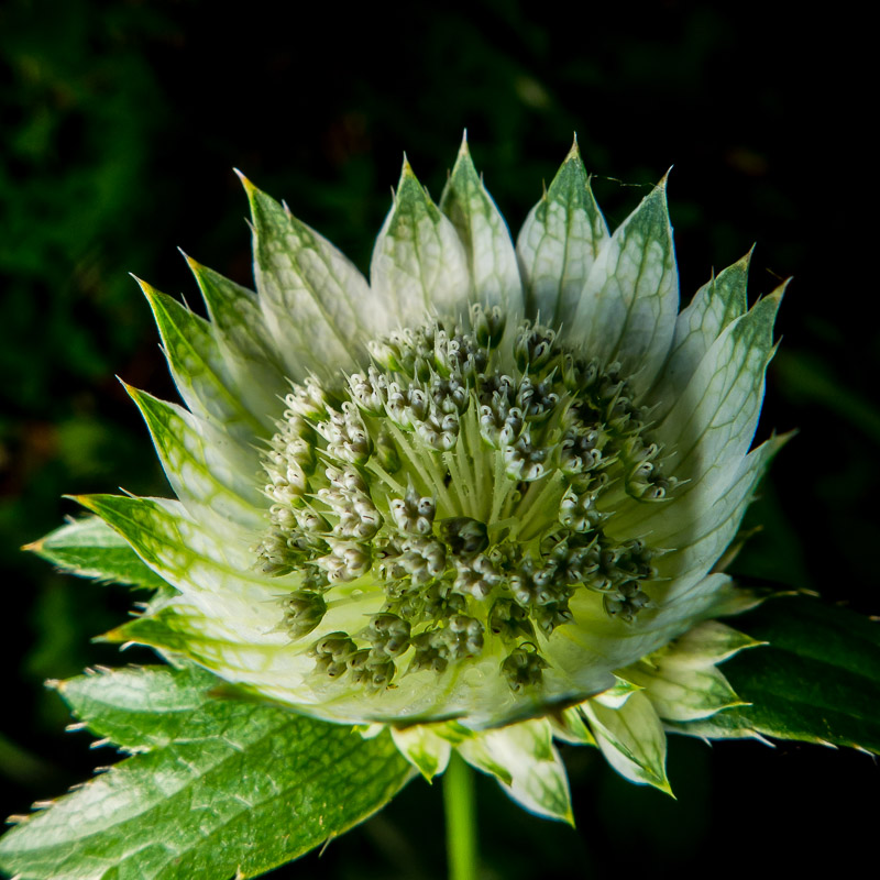 Astrantia major / Astranzia maggiore