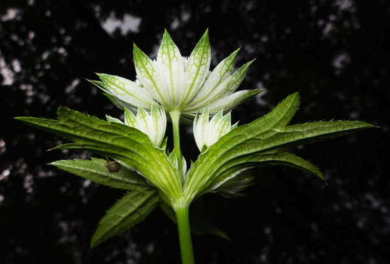 Astrantia major / Astranzia maggiore