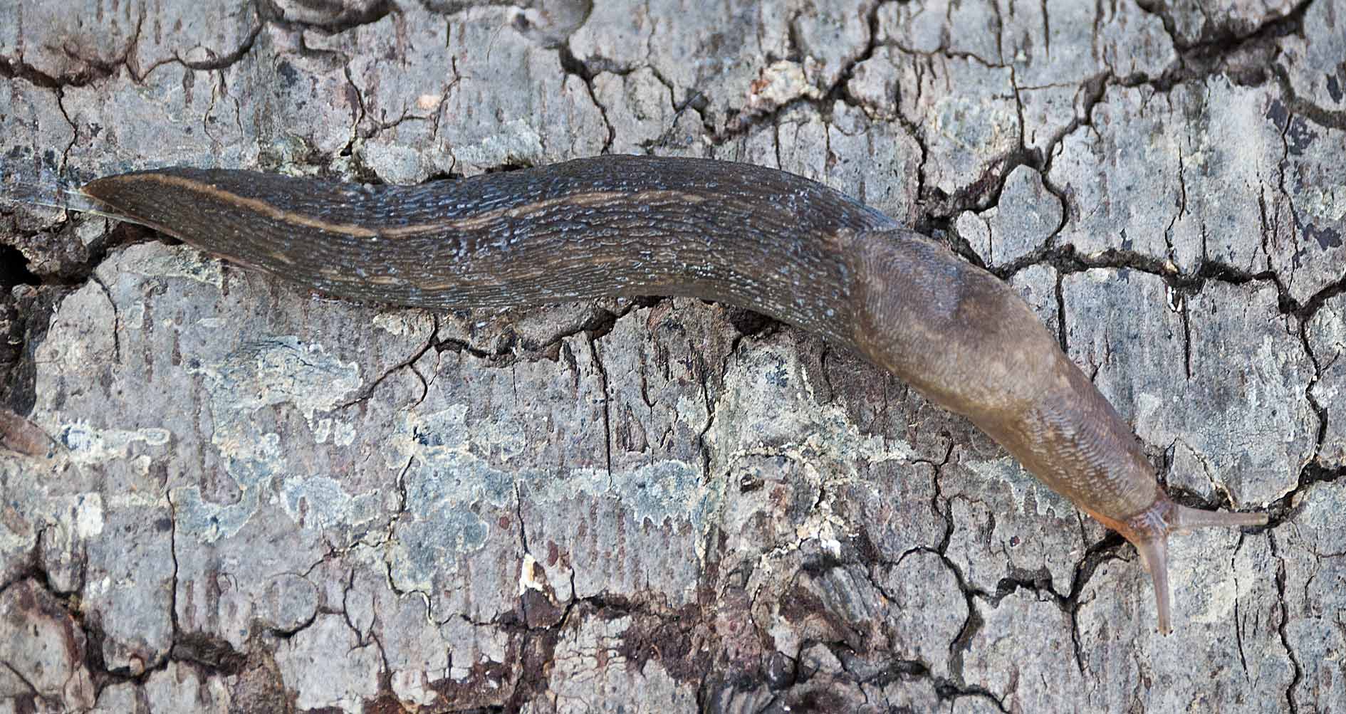 Conferma limacidae