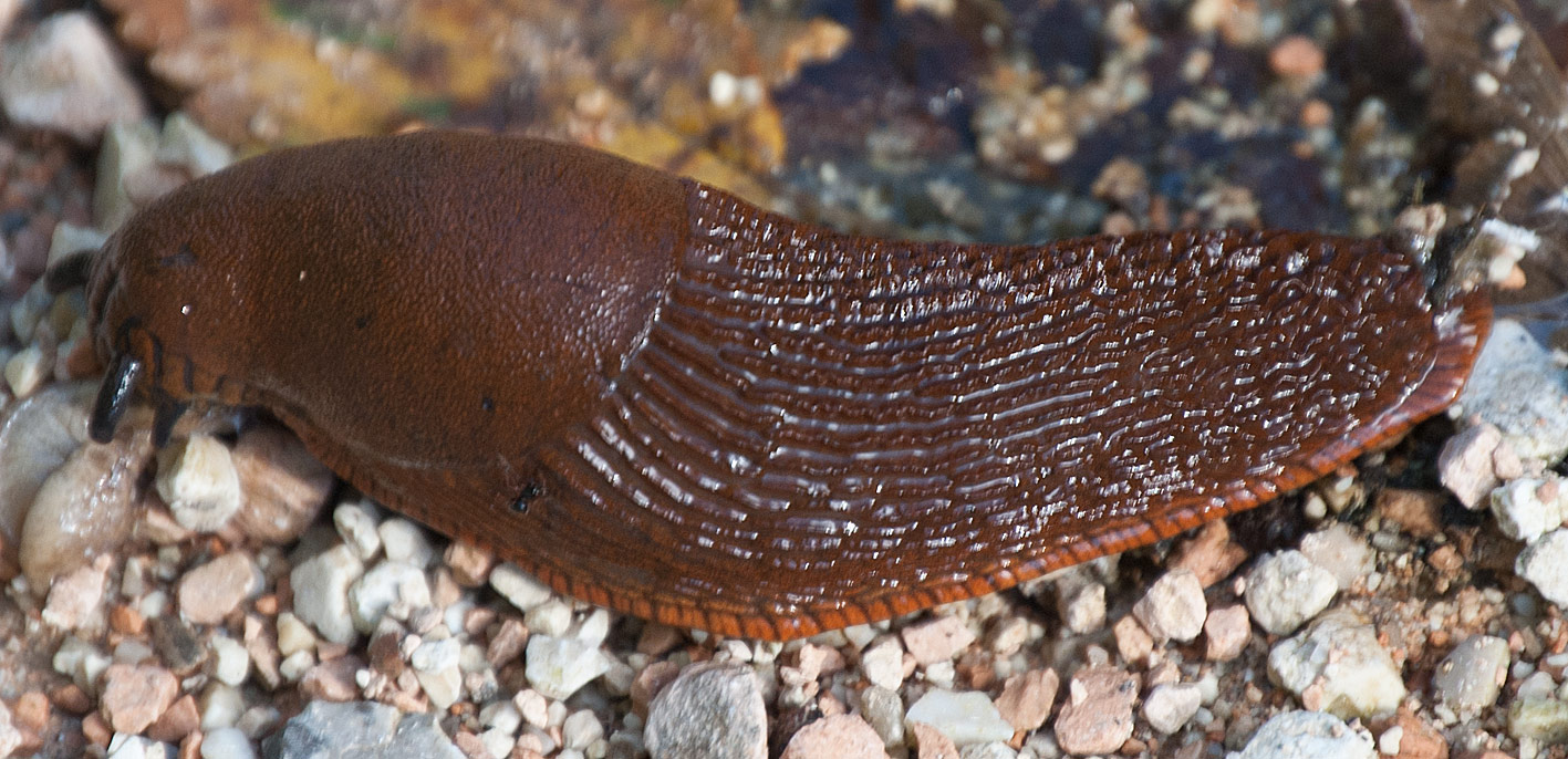 Limacidae(?) da determinare