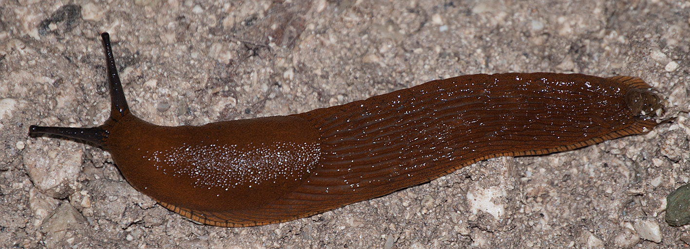 Limacidae(?) da determinare