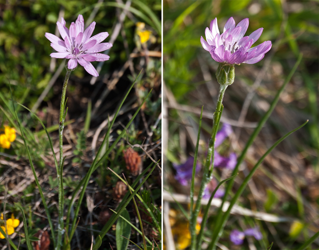Asteraceae: Scorzonera purpurea