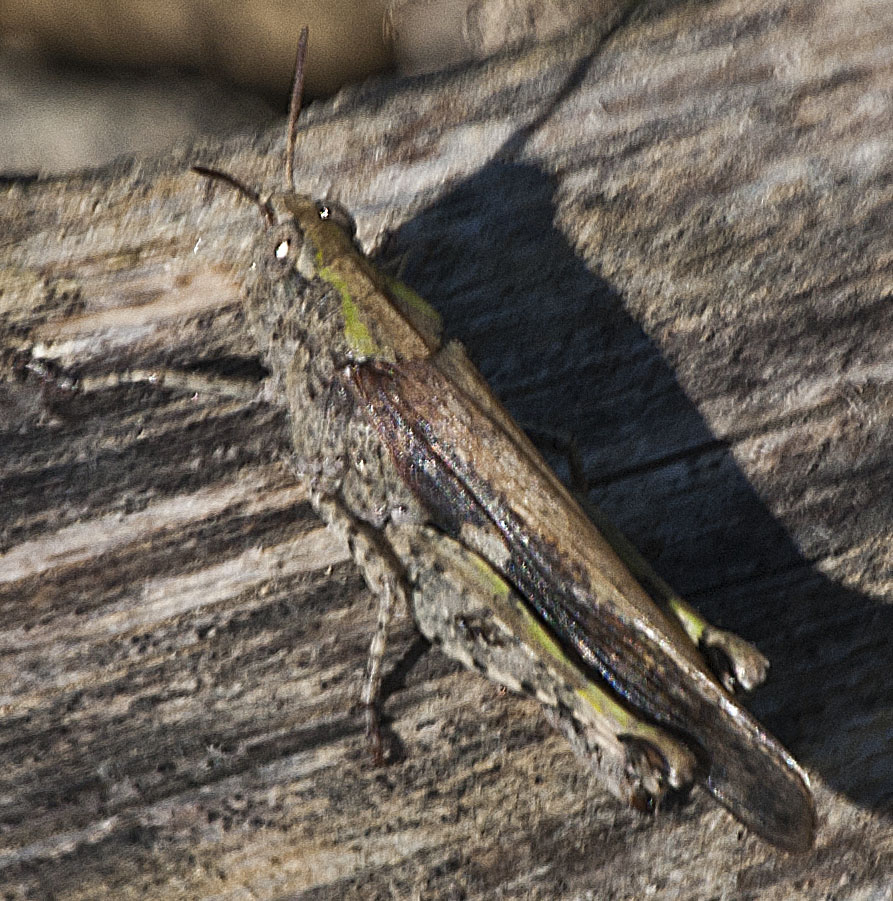 Ortottero da identificare