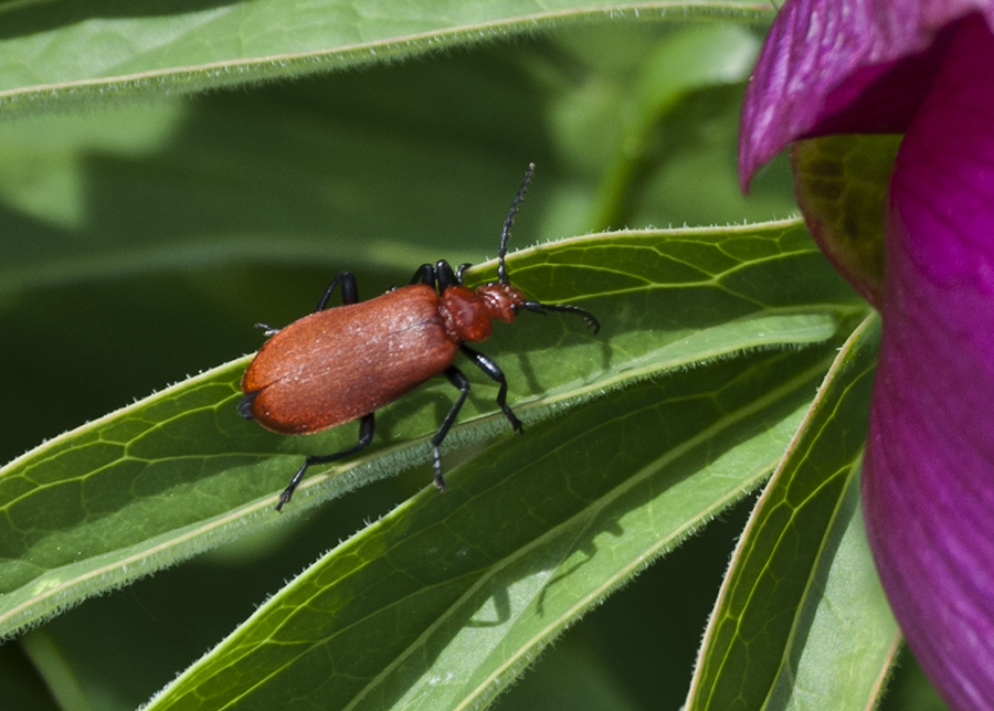 Lycide? No, Pyrochroa cfr serraticornis