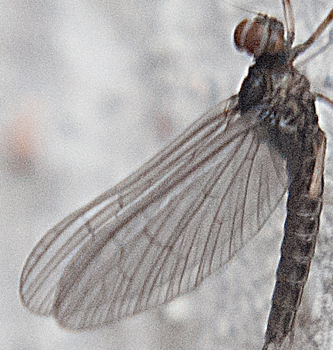 Efemerottero da identificare - Baetidae
