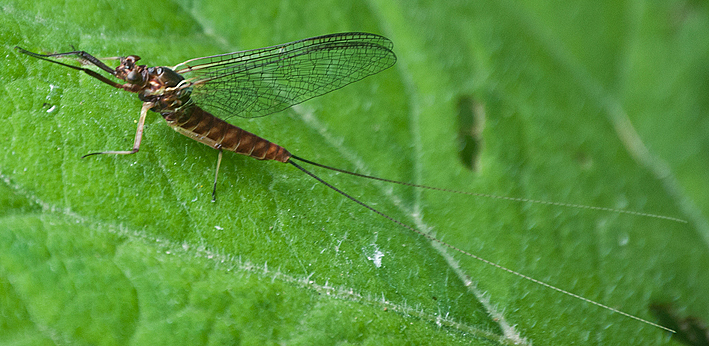 Heptageniidae: Ecdyonurus sp., femmina
