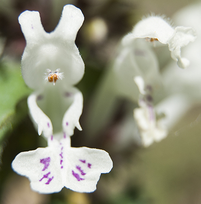 Lamiaceae? si, Lamium bifidum