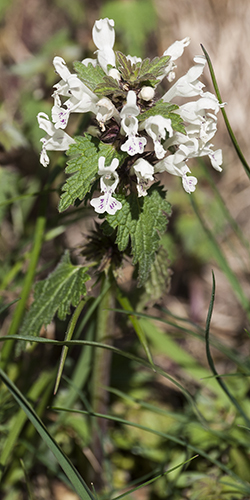 Lamiaceae? si, Lamium bifidum