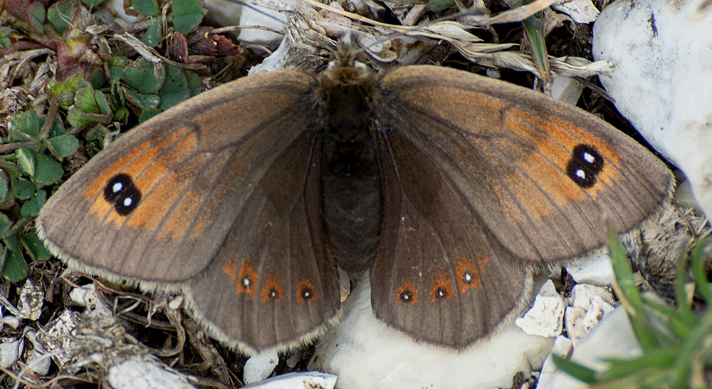 Erebia arvernensis, femmina - Nymphalidae Satyrinae