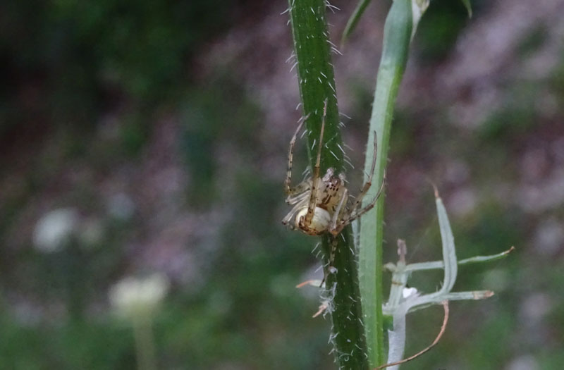 Metellina sp. - Cimone (TN)