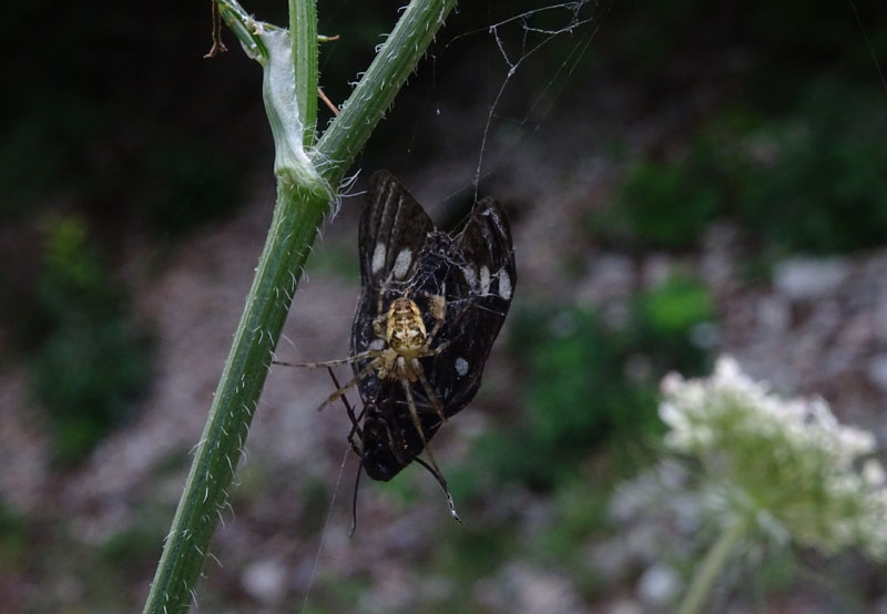Metellina sp. - Cimone (TN)