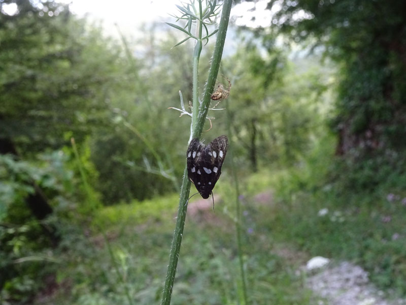 Metellina sp. - Cimone (TN)