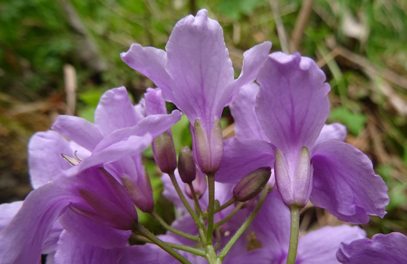Cardamine pentaphyllos / Dentaria a cinque foglie