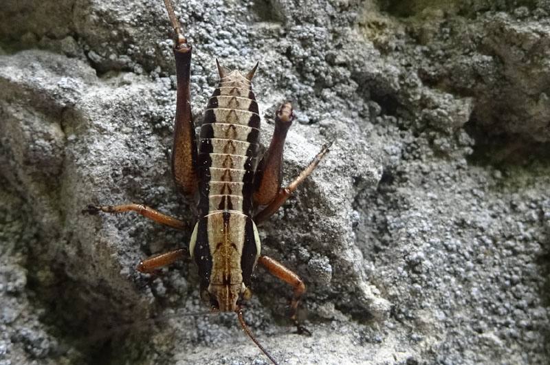 Rhacocleis o Pholidoptera ?