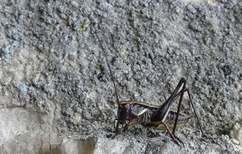 Rhacocleis o Pholidoptera ?