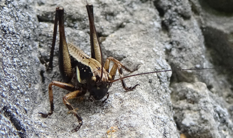 Rhacocleis o Pholidoptera ?