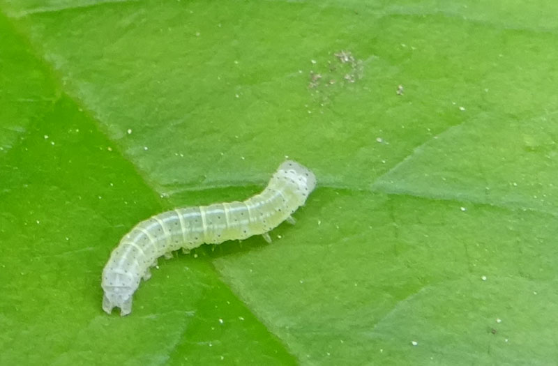 bruco.....cfr. Orthosia cerasi - Noctuidae