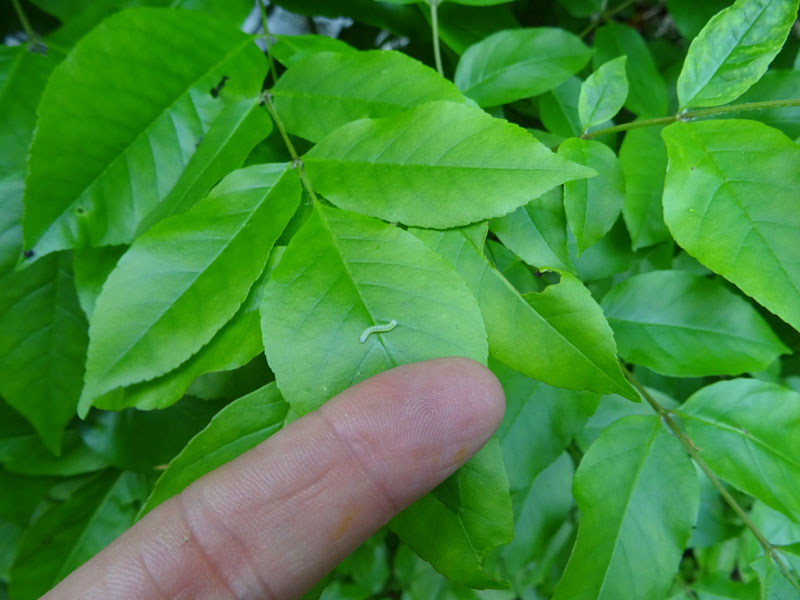 bruco.....cfr. Orthosia cerasi - Noctuidae