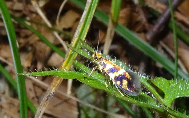 Micropterix schaefferi - Micropterigidae