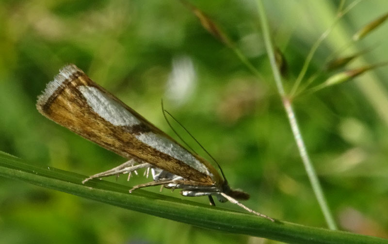 Cfr. Catoptria conchella