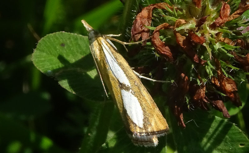 Cfr. Catoptria conchella