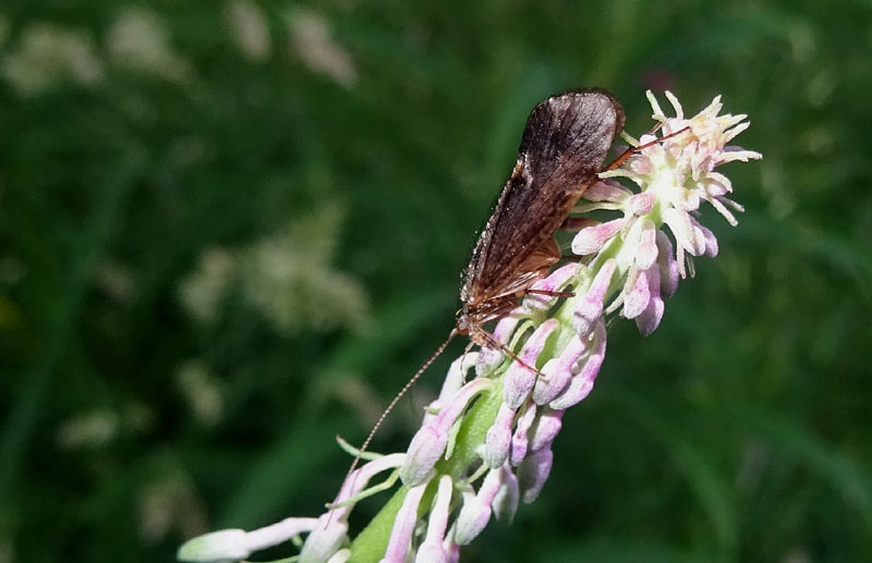 Tricottero Phryganeidae