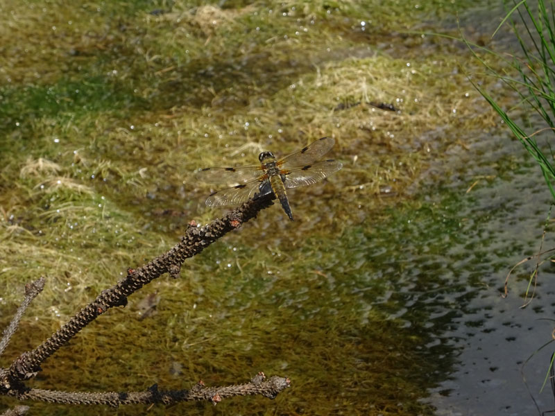 femmina: Libellula quadrimaculata