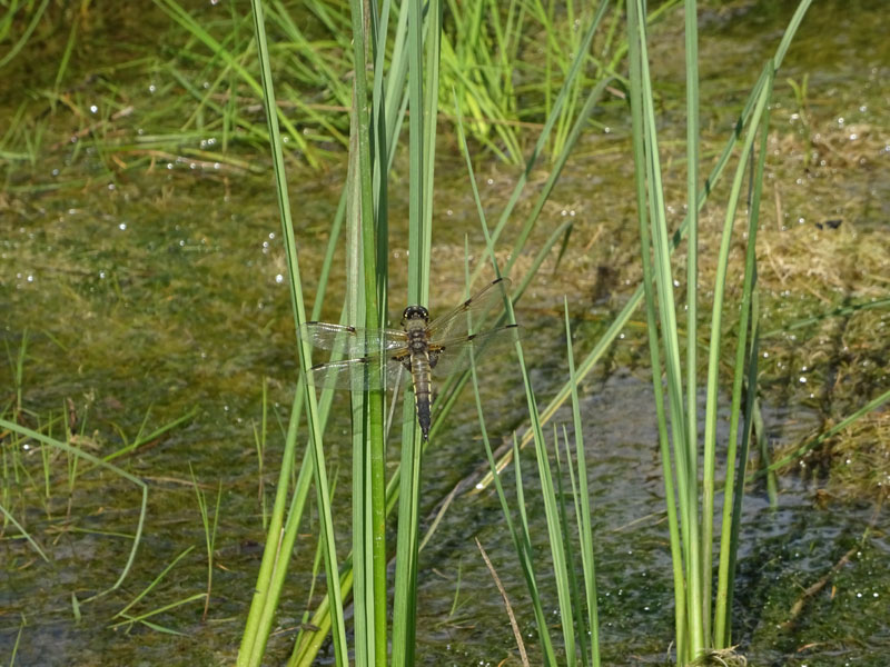 femmina: Libellula quadrimaculata