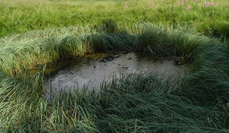 femmina: Libellula quadrimaculata