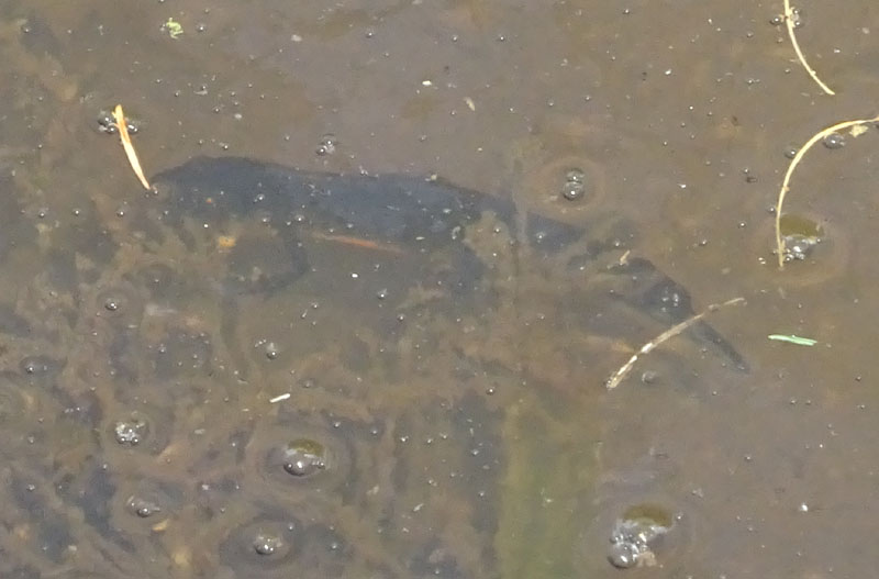 Tritone ? Ichthyosaura alpestris alpestris