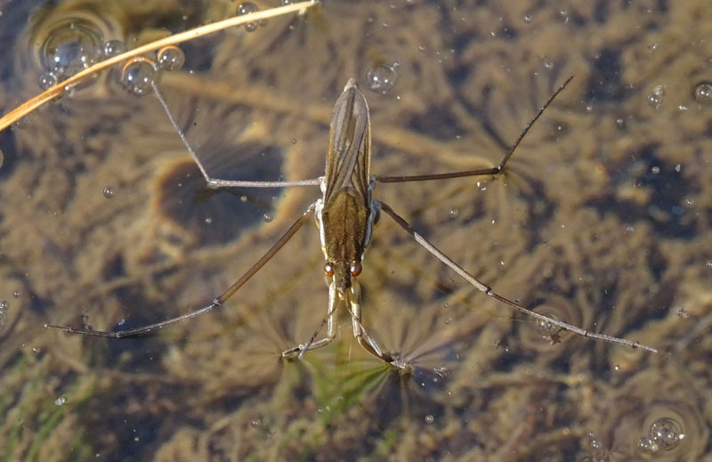 Gerris lacustris - Gerridae