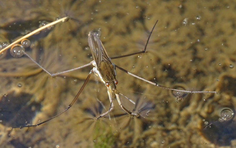 Gerris lacustris - Gerridae