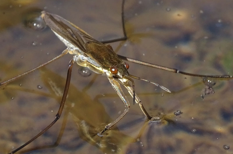 Gerris lacustris - Gerridae