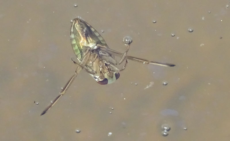 Notonecta sp. - Notonectidae