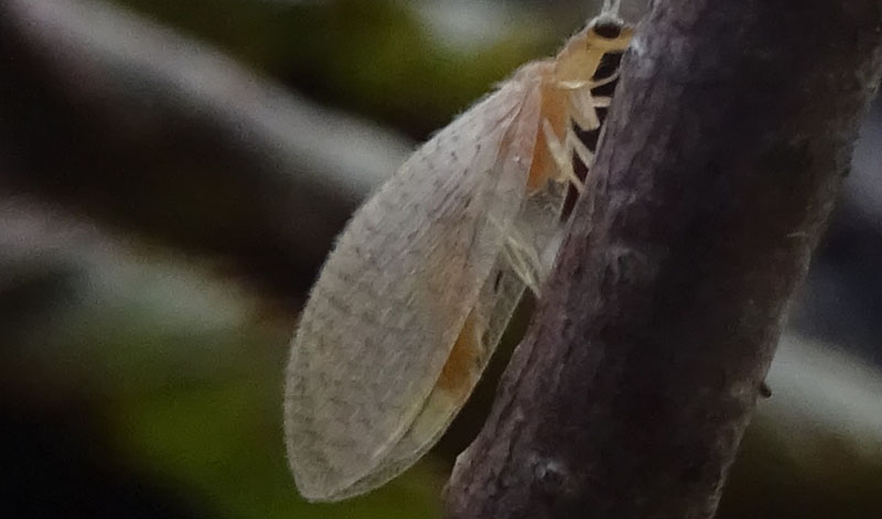 Hemerobius micans - Hemerobiidae