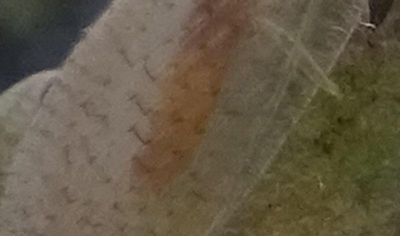 Hemerobius micans - Hemerobiidae
